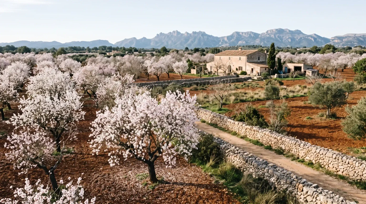 Blühende Mandelbäume an einer Trockenmauer und einem mallorquinischen Landgut, im Hintergrund die Serra de Tramuntana